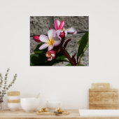 Plumeria-Blume drucken Poster (Küche)