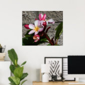 Plumeria-Blume drucken Poster (Heimbüro)