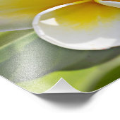 Plumeria Blume Foto Print (Ecke)