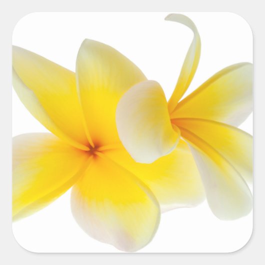 Plumeria Blume Hawaii Quadratischer Aufkleber (Vorderseite)