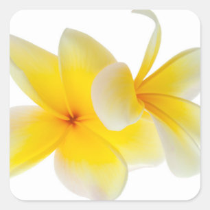 Plumeria Blume Hawaii Quadratischer Aufkleber