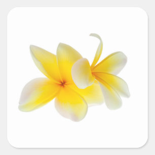 Plumeria Blume Hawaii Weiße Gelbe Frangipani Quadratischer Aufkleber