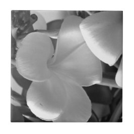 Plumeria-Blume in Schwarz und Weiß Fliese