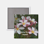 Plumeria-Blume Magnet (Vorderseite/Rückseite)