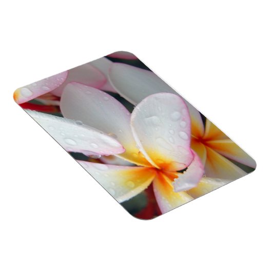Plumeria Blume Magnet (Rechte Seite)