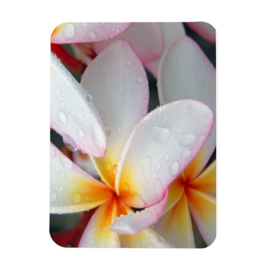Plumeria Blume Magnet (Vertikal)