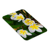 Plumeria Blume nah-up, Hawaii Magnet (Rechte Seite)