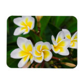 Plumeria Blume nah-up, Hawaii Magnet (Horizontal)