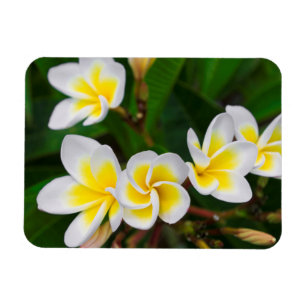 Plumeria Blume nah-up, Hawaii Magnet