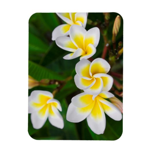 Plumeria Blume nah-up, Hawaii Magnet (Vertikal)