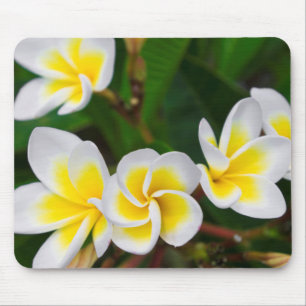 Plumeria Blume nah-up, Hawaii Mousepad