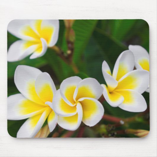 Plumeria Blume nah-up, Hawaii Mousepad (Vorne)