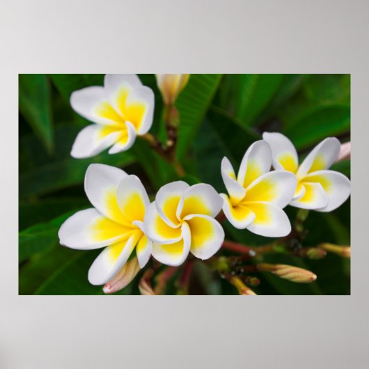 Plumeria Blume nah-up, Hawaii Poster (Vorne)