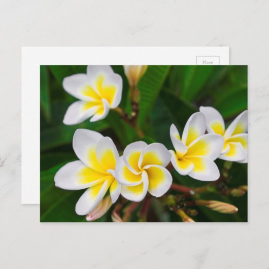Plumeria Blume nah-up, Hawaii Postkarte (Vorne/Hinten)