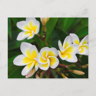 Plumeria Blume nah-up, Hawaii Postkarte