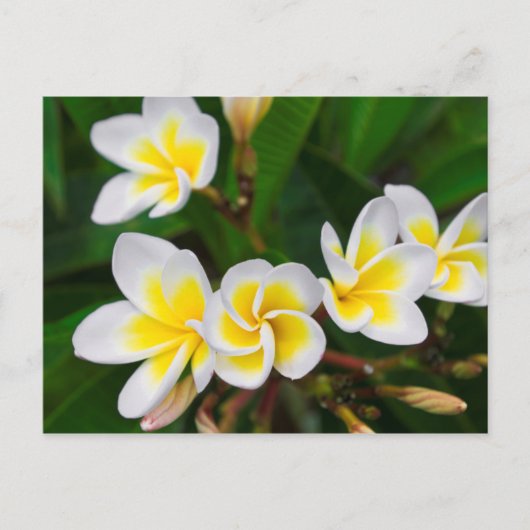 Plumeria Blume nah-up, Hawaii Postkarte (Vorderseite)