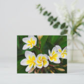 Plumeria Blume nah-up, Hawaii Postkarte (Stehend Vorderseite)