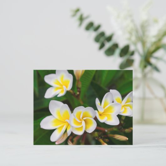 Plumeria Blume nah-up, Hawaii Postkarte (Stehend Vorderseite)