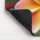 Plumeria-Blume Oahu Hawaii Mousepad (Ecke)