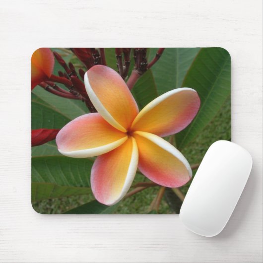 Plumeria-Blume Oahu Hawaii Mousepad (Mit Mouse)