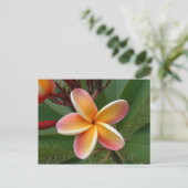 Plumeria Blume - Oahu, Hawaii Postkarte (Stehend Vorderseite)