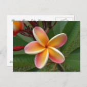 Plumeria Blume - Oahu, Hawaii Postkarte (Vorne/Hinten)