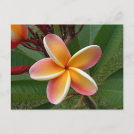Plumeria Blume - Oahu, Hawaii Postkarte