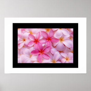 Plumeria Blume Poster