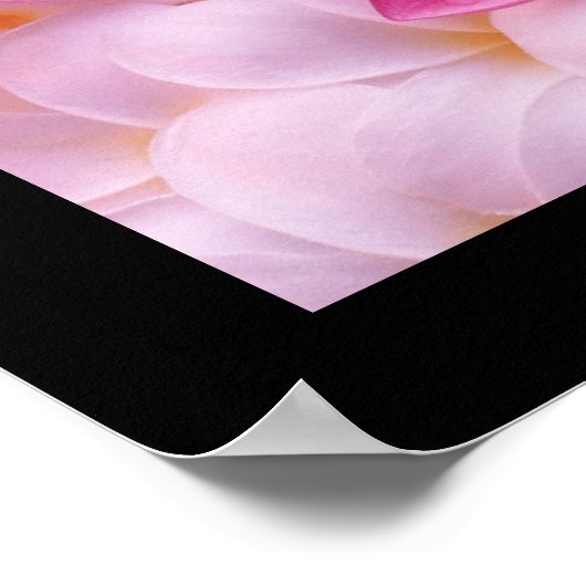 Plumeria Blume Poster (Ecke)