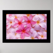 Plumeria Blume Poster (Vorne)