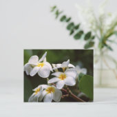 Plumeria-Blume Postkarte (Stehend Vorderseite)