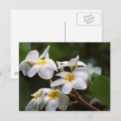 Plumeria-Blume Postkarte (Vorne/Hinten)