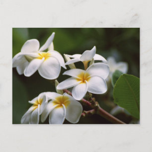 Plumeria-Blume Postkarte