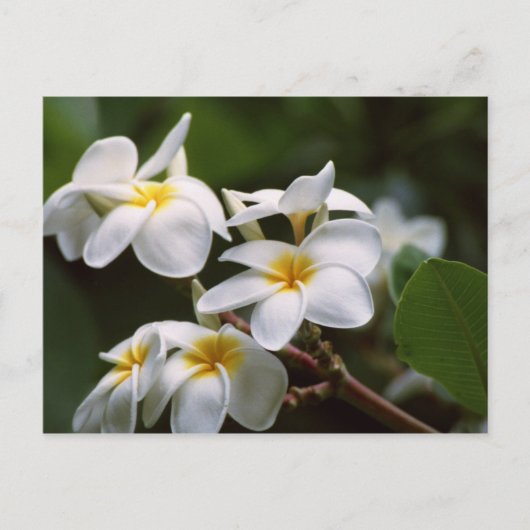 Plumeria-Blume Postkarte (Vorderseite)