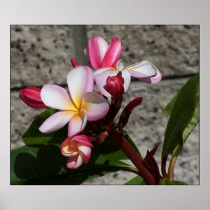 Plumeria-Blumen-Druck Poster
