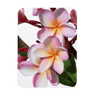 Plumeria-Blumen-Prämien-Magnet Magnet