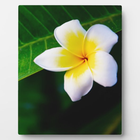 Plumeria-Blumenfotografie Fotoplatte (Vorderseite)