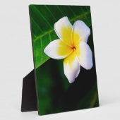 Plumeria-Blumenfotografie Fotoplatte (Seite)