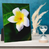 Plumeria-Blumenfotografie Fotoplatte (Seite)