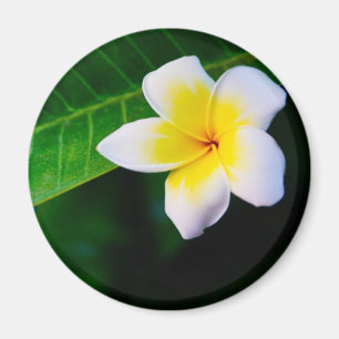 Plumeria-Blumenfotografie Magnet