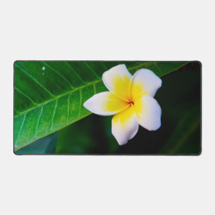 Plumeria-Blumenfotografie Schreibtischunterlage