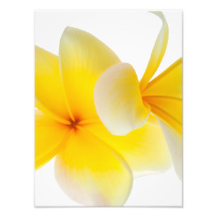 Plumeria-Blumenhawaiischer weißer gelber Fotodruck