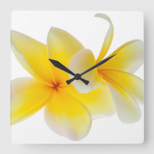 Plumeria-Blumenhawaiischer weißer gelber Quadratische Wanduhr