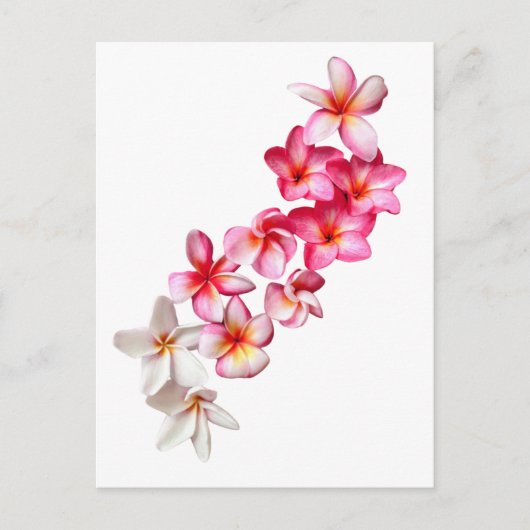 Plumeria-Blüten-Collage Postkarte (Vorderseite)