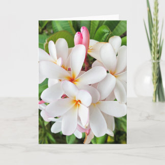 Plumeria-Blüten Karte