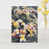 Plumeria-Blüten Karte (Gelbe Blume)