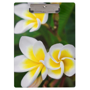 Plumeria-Blüten Nahaufnahme, Hawaii Klemmbrett