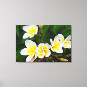 Plumeria-Blüten Nahaufnahme, Hawaii Leinwanddruck