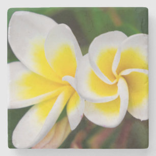 Plumeria-Blüten Nahaufnahme, Hawaii Steinuntersetzer