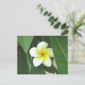 Plumeria Extreme Postkarte (Stehend Vorderseite)
